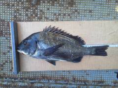 落とし込みでチヌをキャッチ、沖の北での釣果…