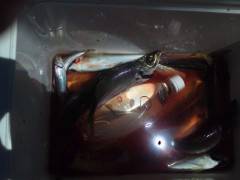 旧の赤灯台、飛ばしサビキでアジ15匹の釣果…