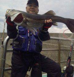 午前中の沖の一文字でスズキ77cmなどあがっています！