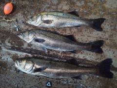 午前中の沖の一文字でスズキ77cmなどあがっています！