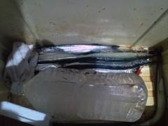 沖のカーブでサヨリ・30～35センチを10…