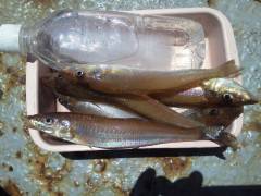 沖の北で投げ釣り、キスの釣果☆