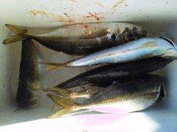 岸和田一文字　飛ばしサビキで良型アジ6匹