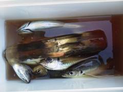 岸和田アジ情報、良型が揚がっています♪