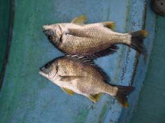 中波止の3番、ウキ釣りでキビレの釣果☆