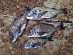 岸和田一文字　落とし込みのチヌが好調！