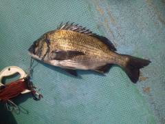 沖の北、チヌ・ガシラやポン級のアイナメも♪…