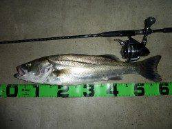 津居山港　久しぶりの釣行　ルアーでシーバス59cm！