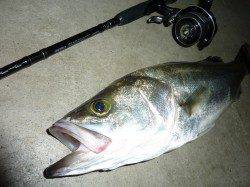 津居山港　久しぶりの釣行　ルアーでシーバス59cm！