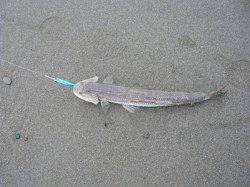 煙樹ヶ浜　投げでキス・アジ　ショアジグでエソ連発☆