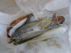 煙樹ヶ浜　投げでキス・アジ　ショアジグでエソ連発☆