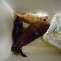 シラサエビのズボ釣りでガシラ&ベラ in 伊根