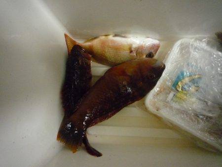 シラサエビのズボ釣りでガシラ&ベラ…