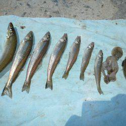 志筑 投げ釣りでキス〜18cm7匹、他テンコチ、タコ