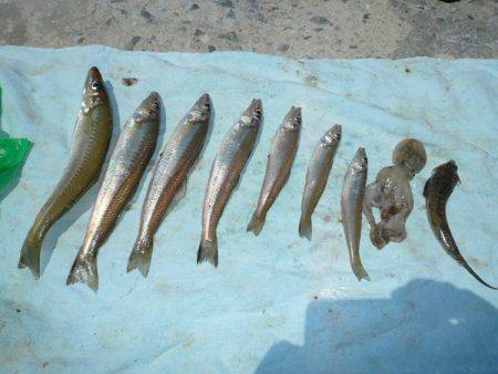 志筑 投げ釣りでキス〜18cm7匹、他テン…