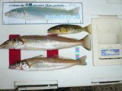 大石　雨中の投げ釣りでキス〜22cm2匹