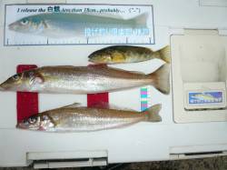 大石　雨中の投げ釣りでキス〜22cm2匹