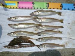 洲本　投げ釣りでキス10匹　赤潮も無く釣り…