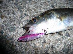 シーバスのボイルの連発！HITパターンはスローにただ巻き