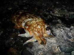 田結漁港　夕方のエギングでコウイカ2ハイ