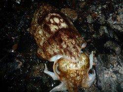 田結漁港　夕方のエギングでコウイカ2ハイ