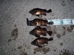 田尻漁港でメバリング、アッパーカットジグヘ…