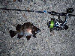 田尻漁港　メバリングでメバルMAX23cmを6匹　他ガシラ・シーバス