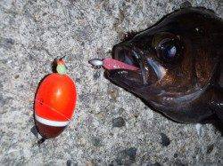 田尻漁港　メバリングでメバルMAX23cmを6匹　他ガシラ・シーバス