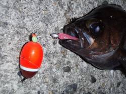 田尻漁港　メバリングでメバルMAX23cm…