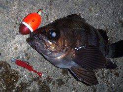 田尻漁港　メバリングでメバル〜23.9cm5匹