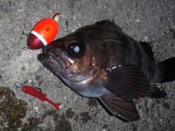 田尻漁港　メバリングでメバル〜23.9cm…