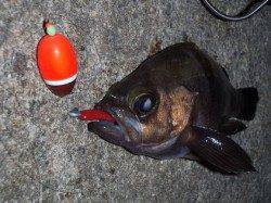 田尻漁港　メバリングでメバル〜23.9cm5匹