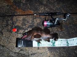 潮が動かず厳しめでしたが...フロートリグ…