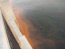 なぎさ公園で早朝からのエビ撒き釣り釣果☆