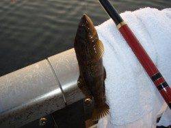 なぎさ公園で早朝からのエビ撒き釣り釣果☆