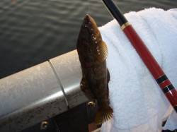 なぎさ公園で早朝からのエビ撒き釣り釣果☆