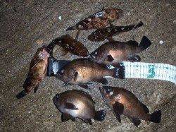 満月大潮の明るい夜、良型メバルGET