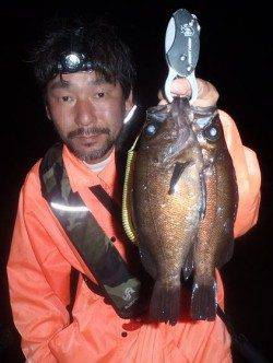 満月大潮の明るい夜、良型メバルGET