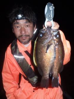 満月大潮の明るい夜、良型メバルGET