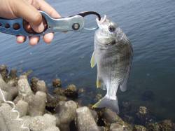 大阪南港　エビ撒きでセイゴ3匹＆キビレ2匹…