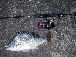 南港へチニング、メバリングタックルを使用したSLK!