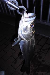 神戸港湾奥にて。バチパターン、60cmオーバーのシーバス