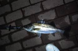 神戸港湾奥にて。バチパターン、60cmオー…