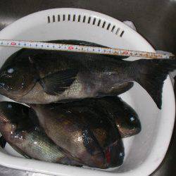 かかり釣りリベンジ、グレやハゲ他