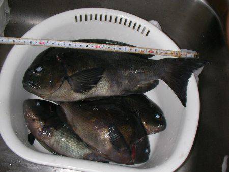 かかり釣りリベンジ、グレやハゲ他