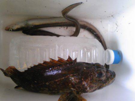 妻鹿漁港 投げ釣りでアナゴ2匹・ウキ釣りで…