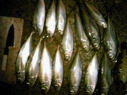 香住西港　雨中の大アジ狙いウキ釣りで☆〜30cmを15匹！