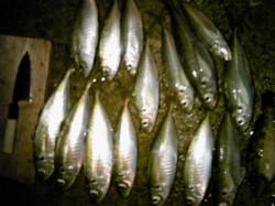 香住西港　雨中の大アジ狙いウキ釣りで☆〜3…