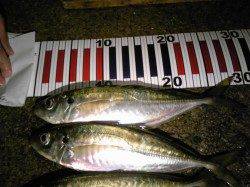 香住西港　雨中の大アジ狙いウキ釣りで☆〜30cmを15匹！