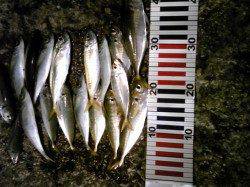 香住西港での投げ釣りとウキ釣りの釣果